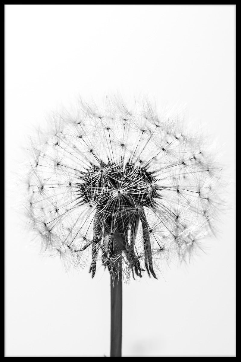 Black & White Dandelion juliste