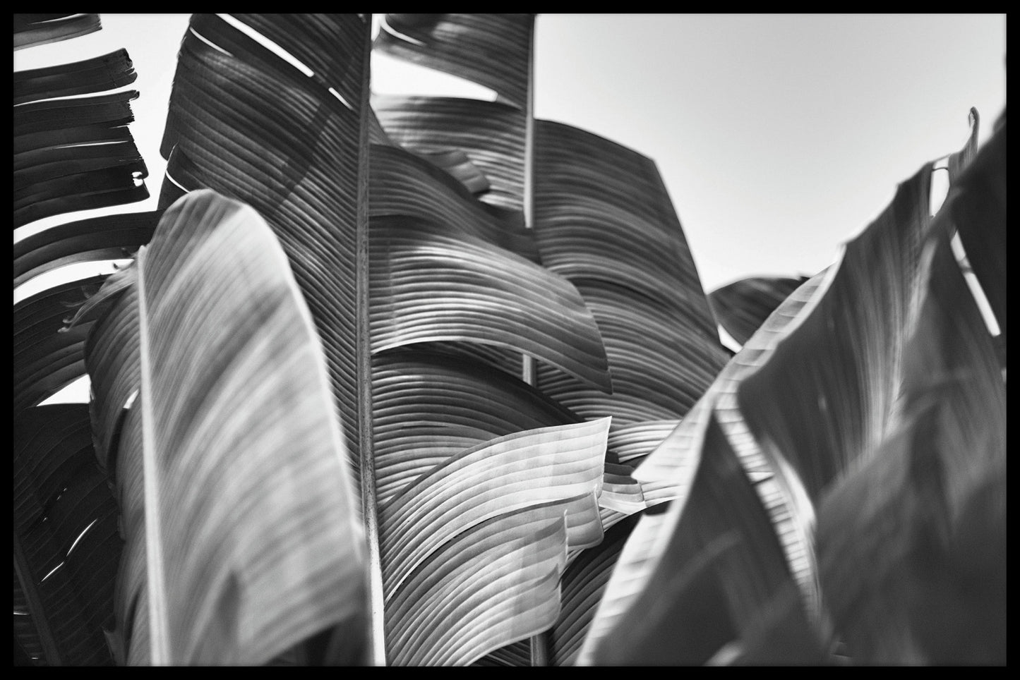 Banana Tree Black & White juliste