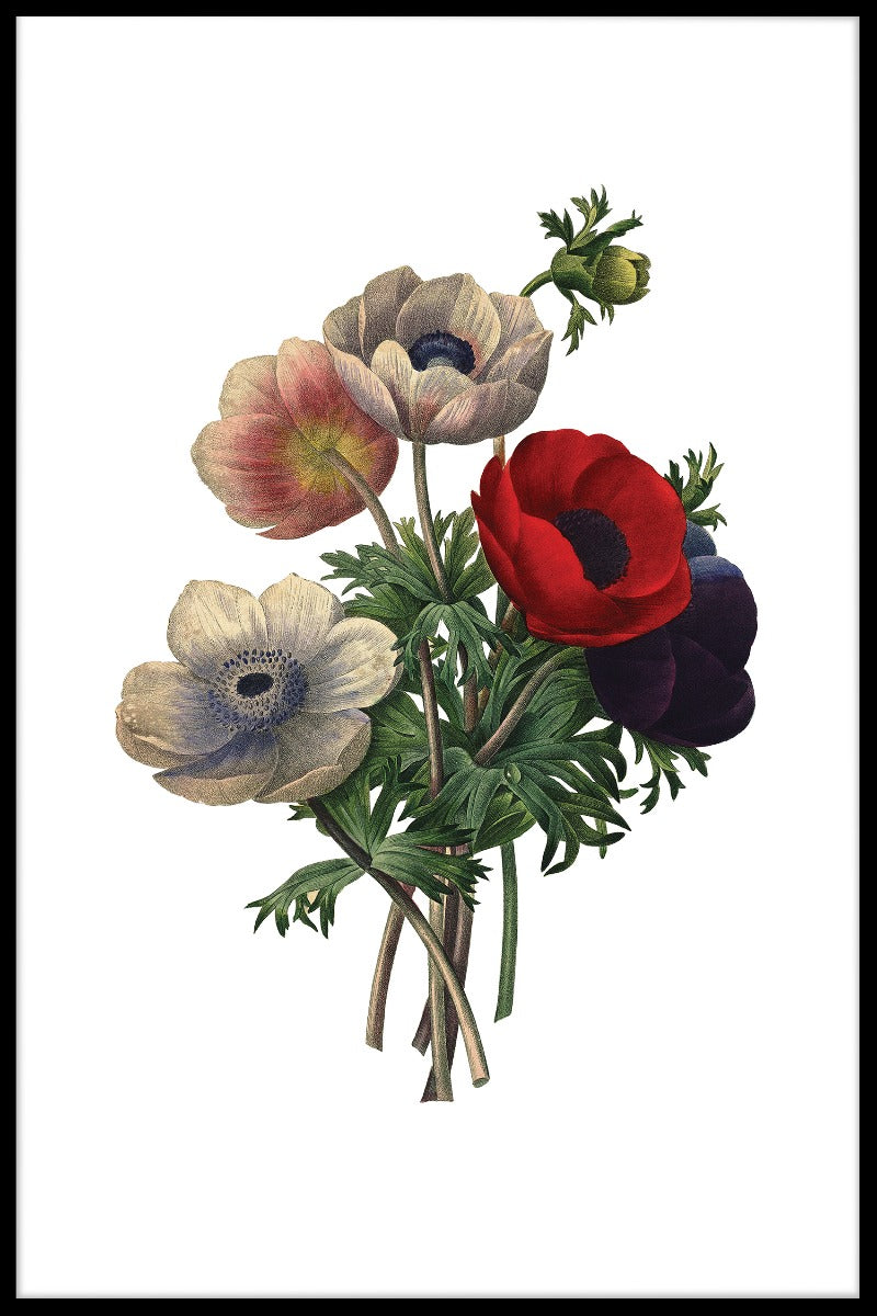 Anemone Simplex Redoute Flower juliste