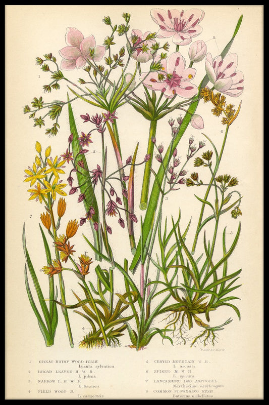 Vintage Flower juliste