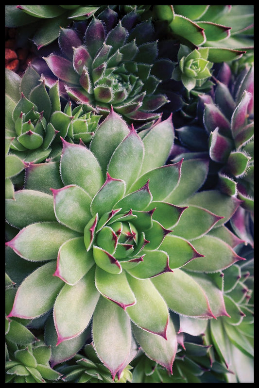 Succulent Flower juliste