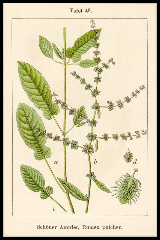 Antique Flower Illustration Fiddle Dock juliste