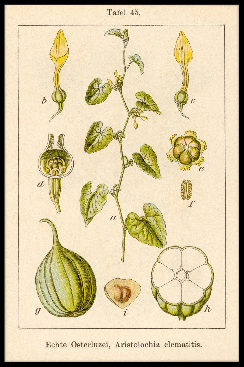 Antique Flower Illustration Birthwort juliste