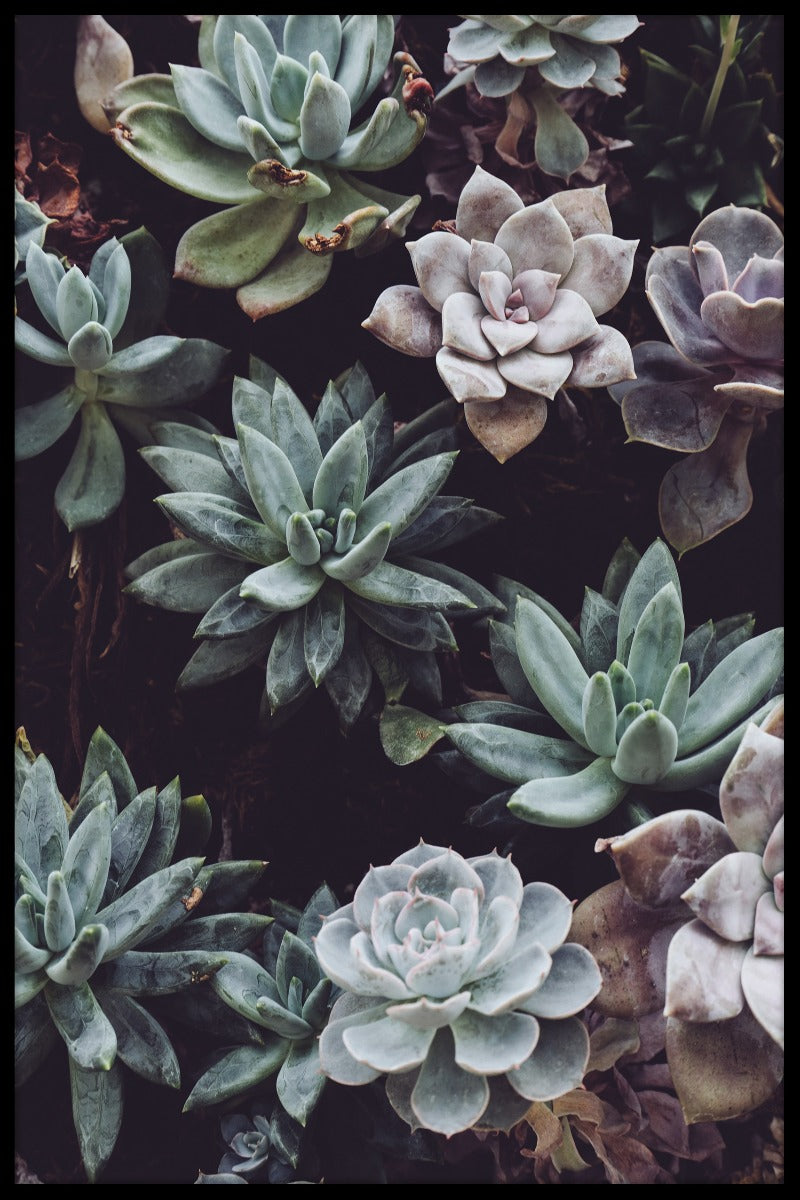 Botanical Flowers juliste