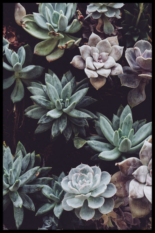 Botanical Flowers juliste