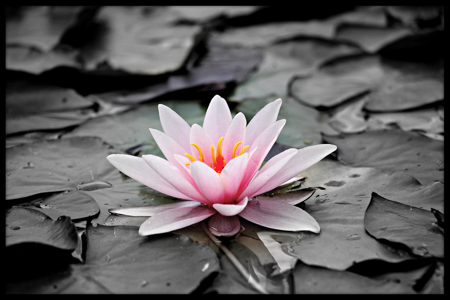 Flower on the Pond juliste