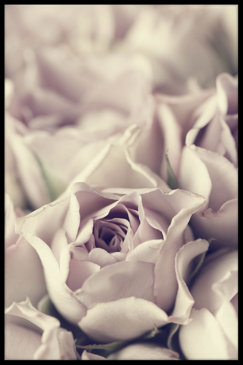 Vintage Pastel Rose juliste