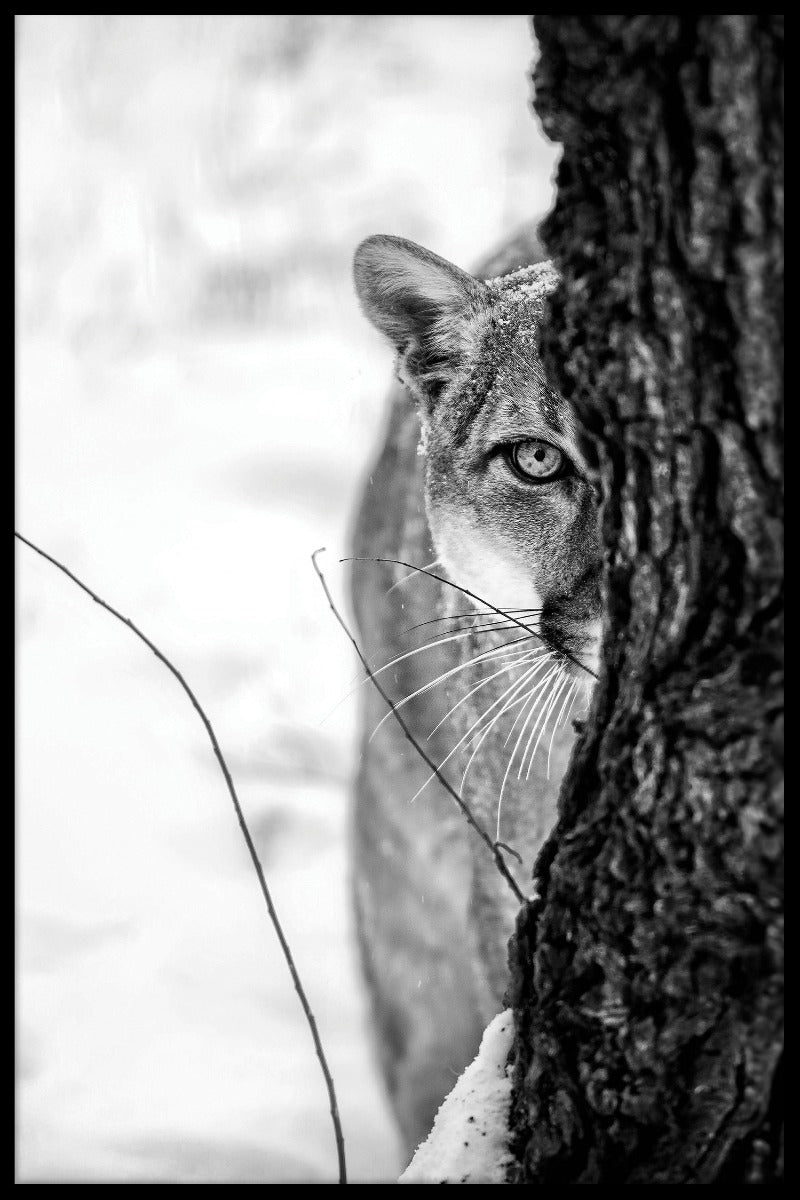 Cougar Portrait juliste