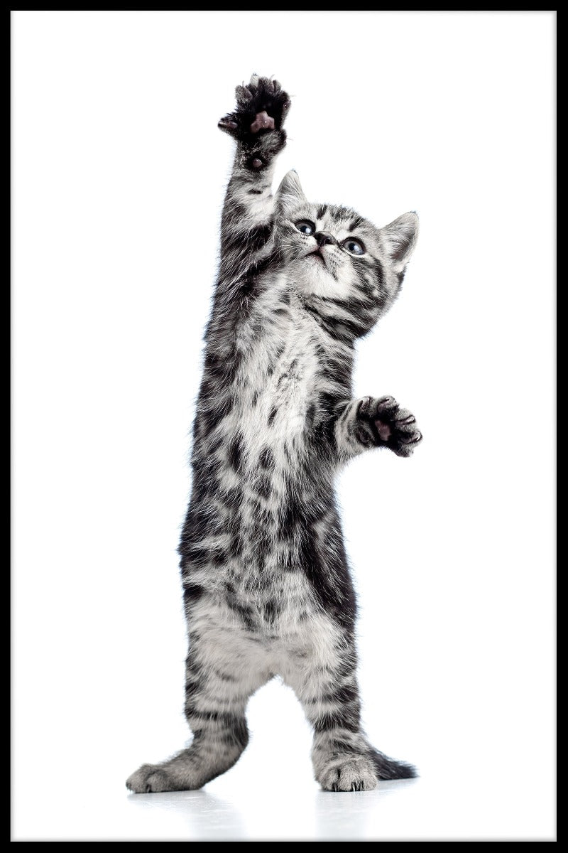 Playful Kitten juliste