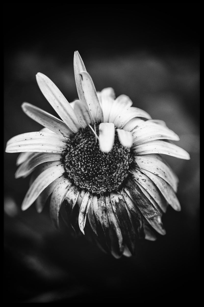 Macro Flower N02 juliste