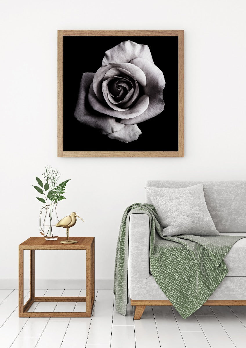 Rose on Black juliste