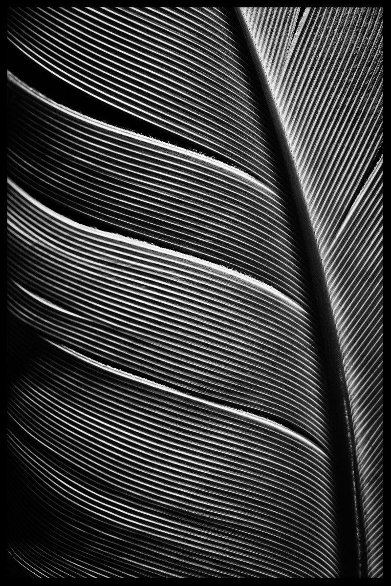 Bird Feathers juliste