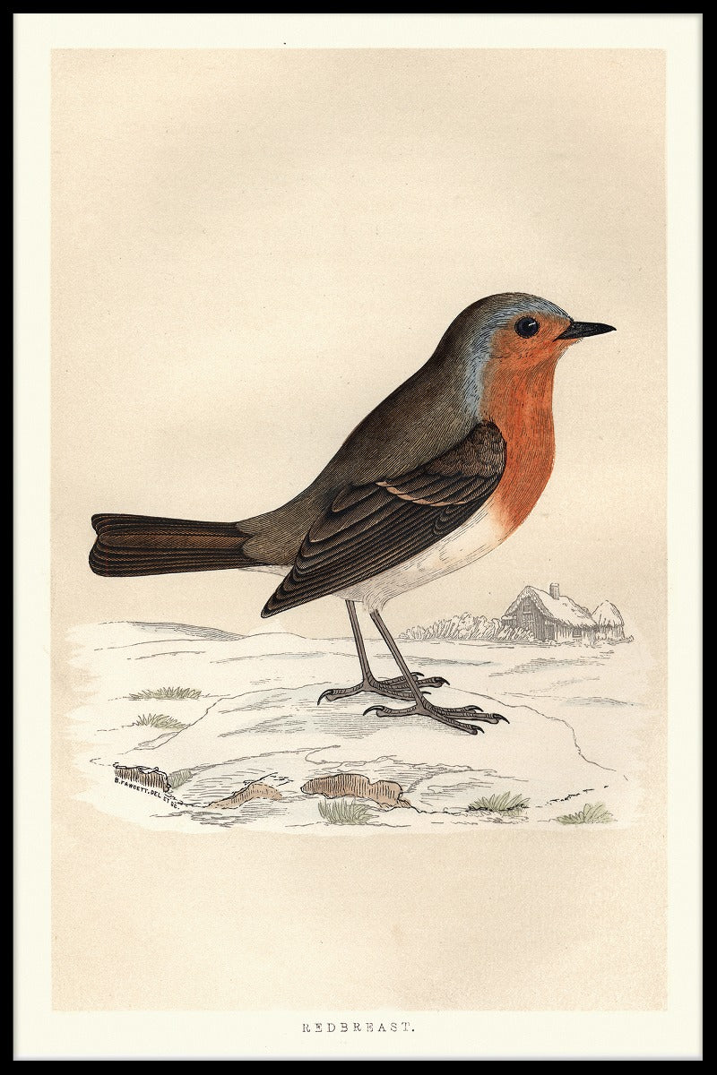 Robin Redbreast juliste
