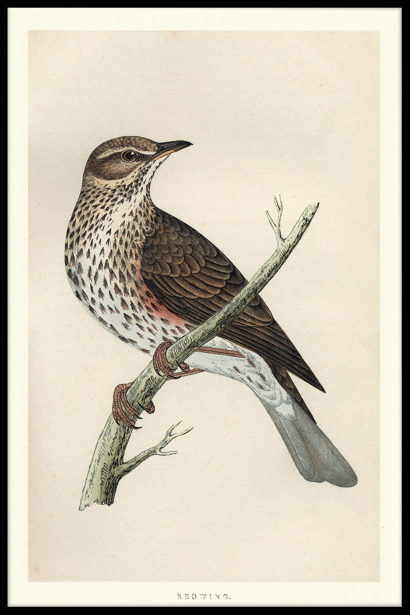 Redwing juliste