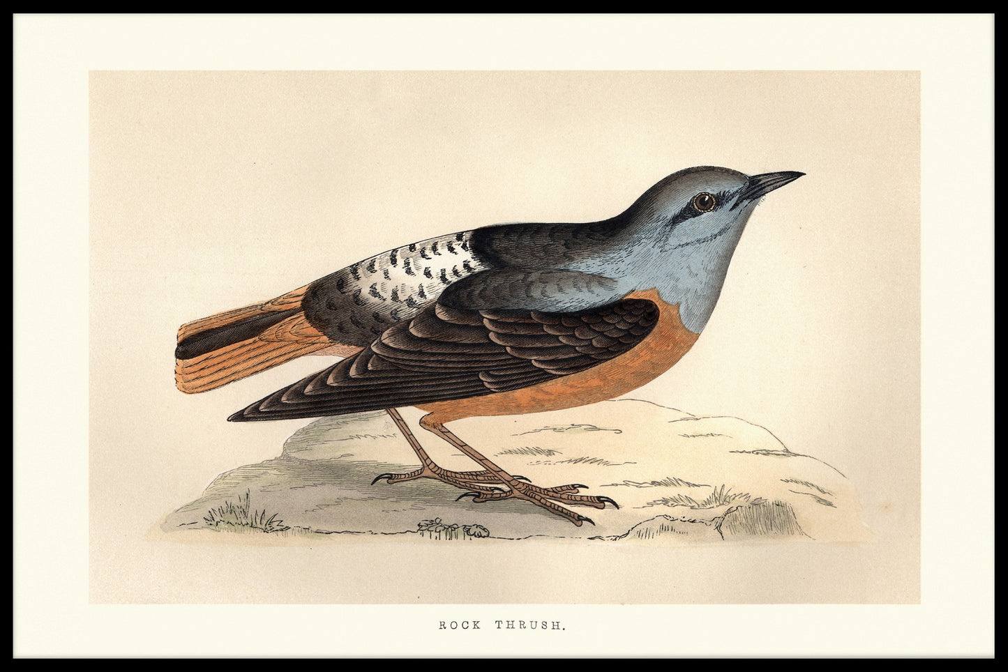 Rock Thrush juliste