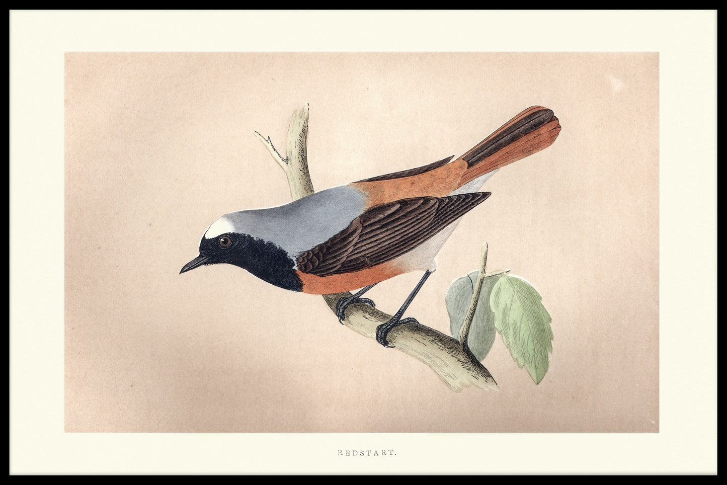 Redstart juliste