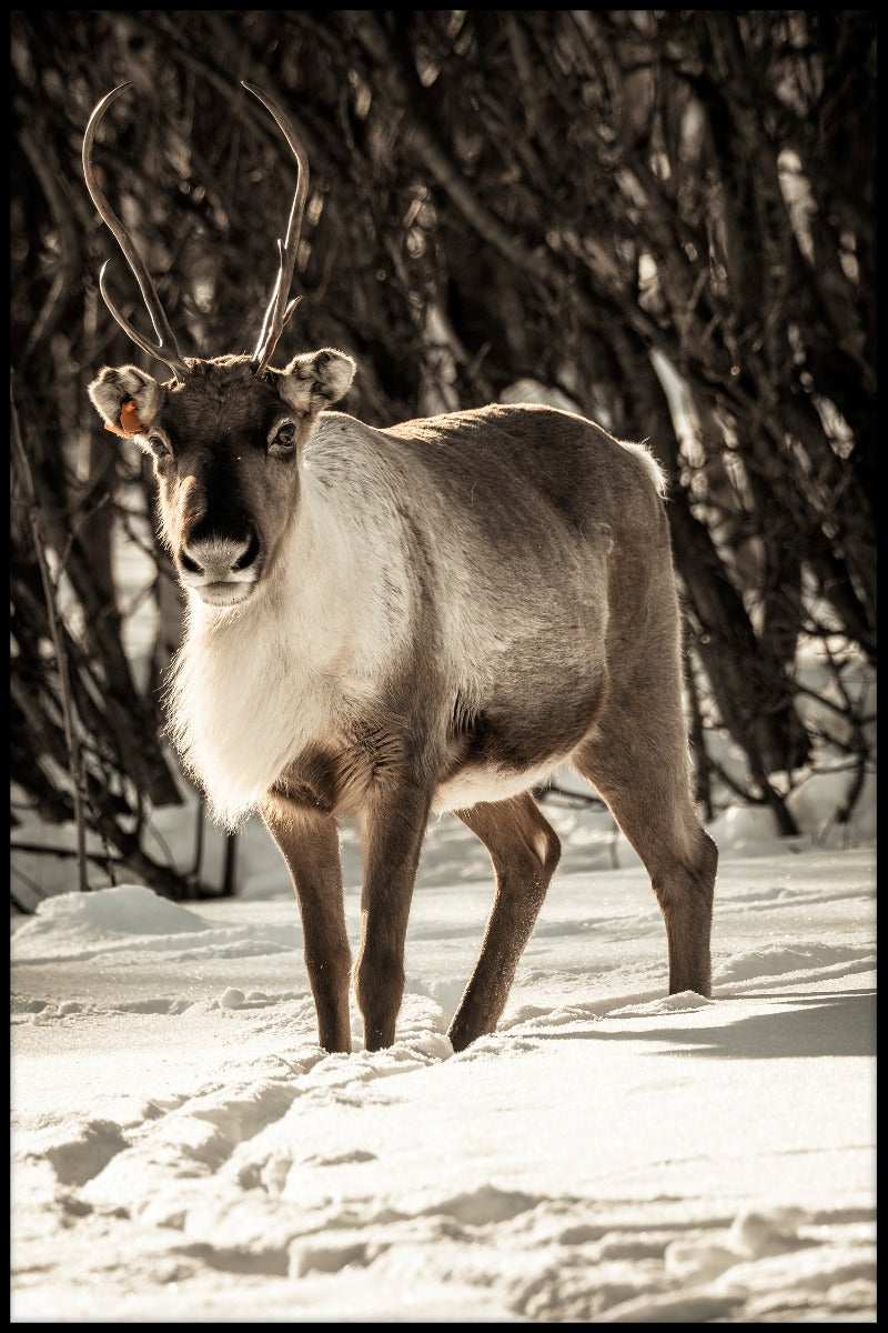 Reindeer in Snow juliste