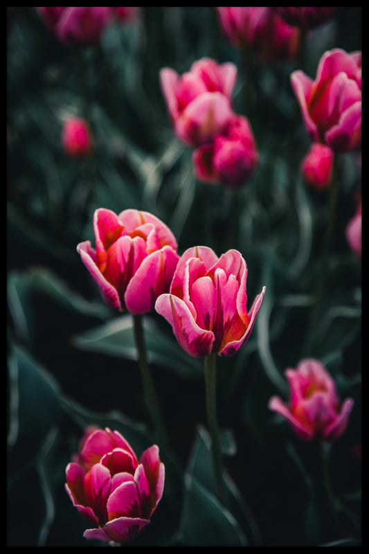 Tulips in Stockholm juliste