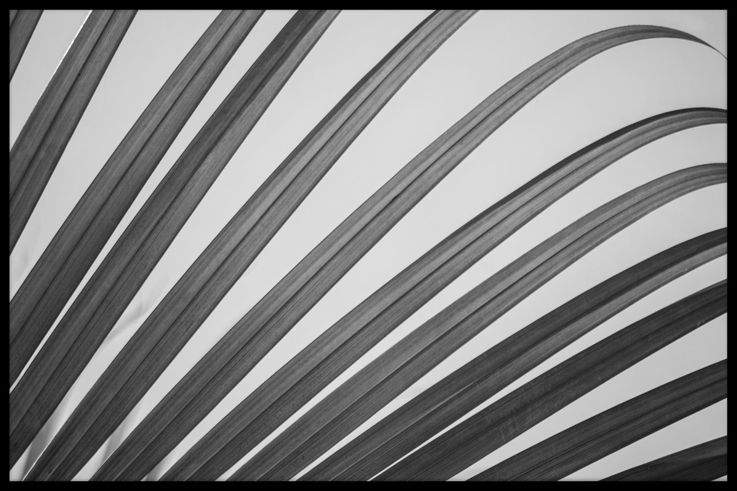Palm Leaf Black & White juliste