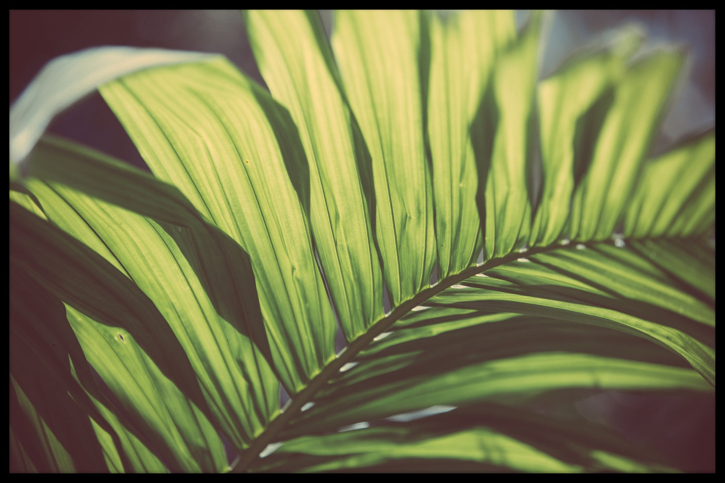 Tropical Trees N02 juliste