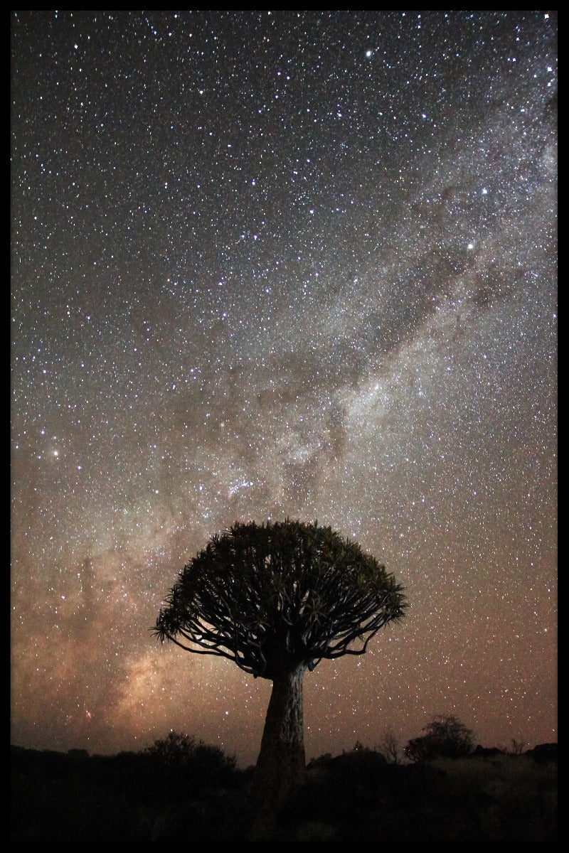 Quiver Tree Milkyway juliste