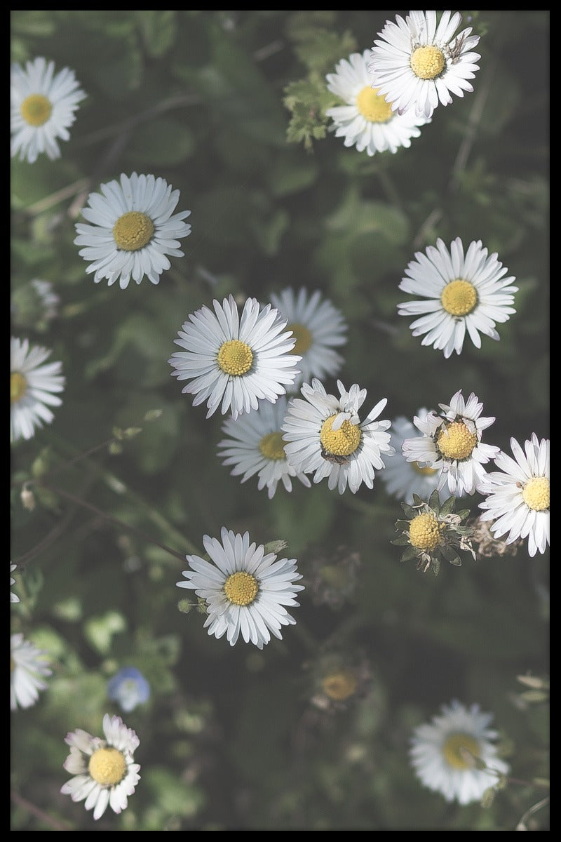 Croatia Flower juliste