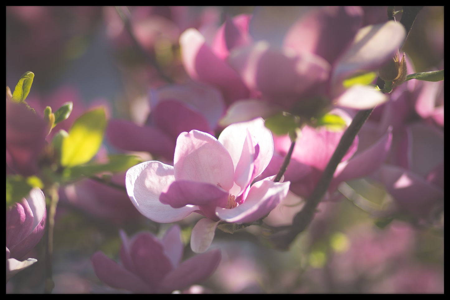 Magnolia juliste