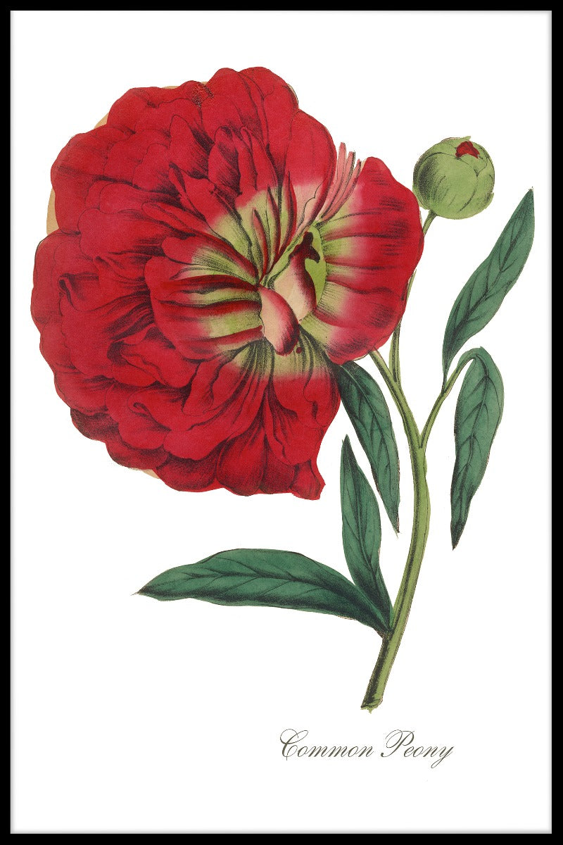 Flower Peony juliste