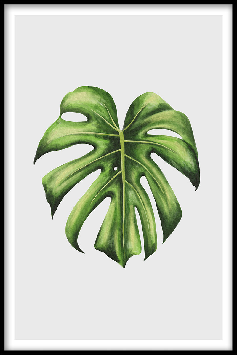 Monstera juliste