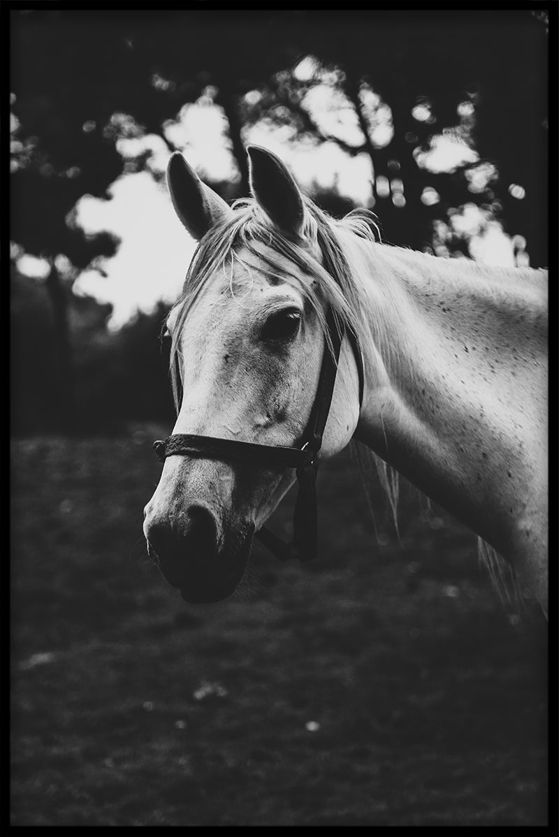 White Horse juliste