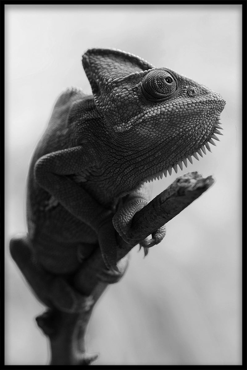 Chameleon juliste
