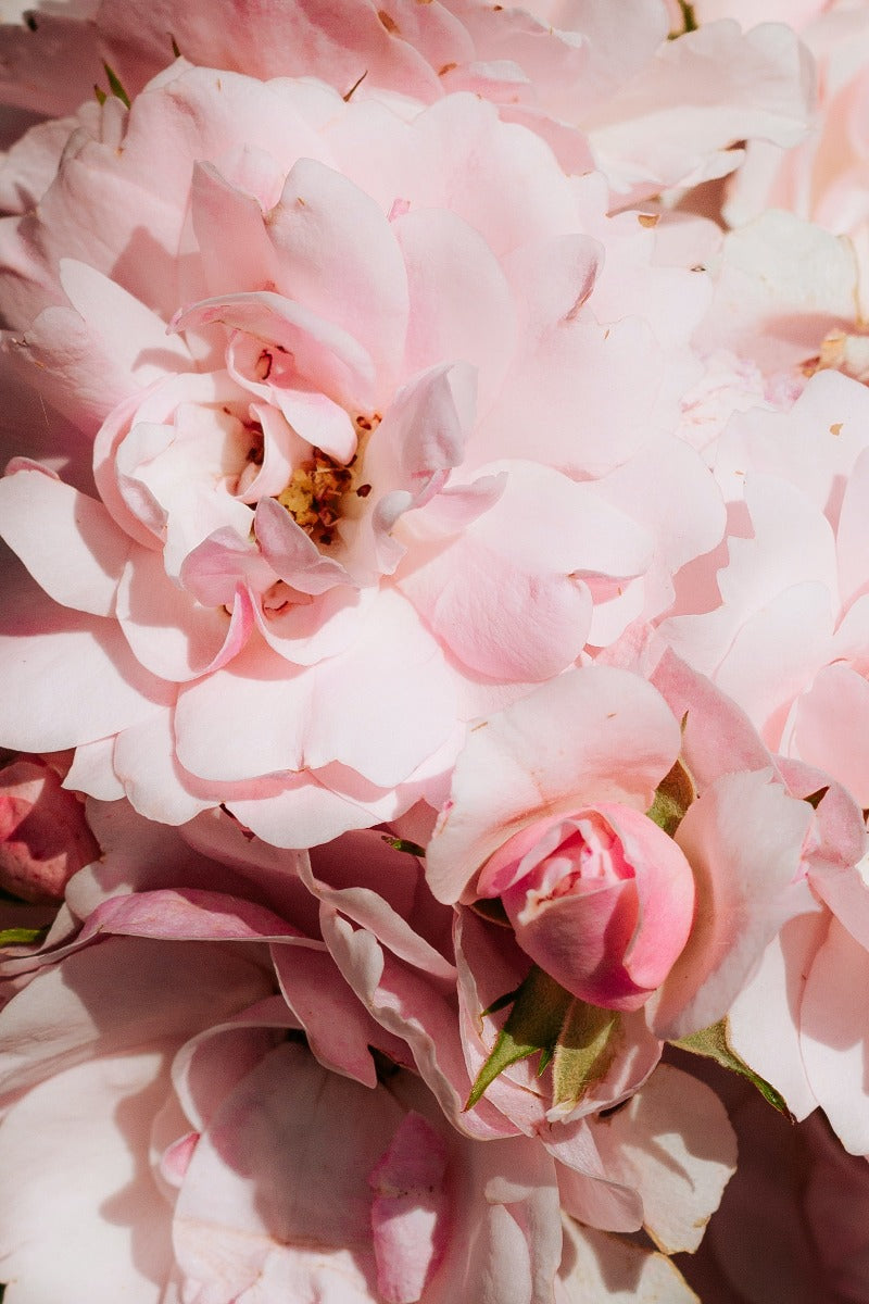 Perfect Pink N02 juliste