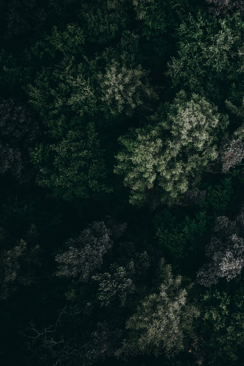 Lush Landscapes N01 juliste