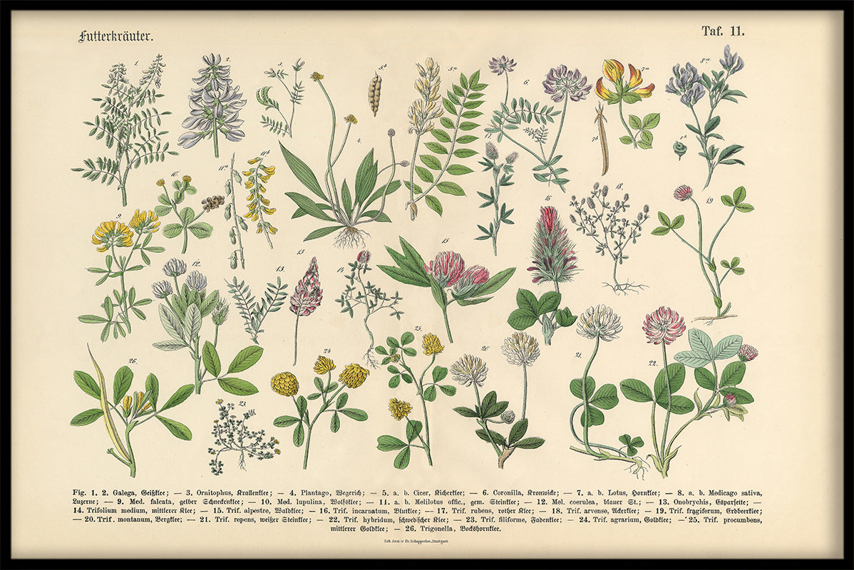 Scandinavian Flora N01 juliste