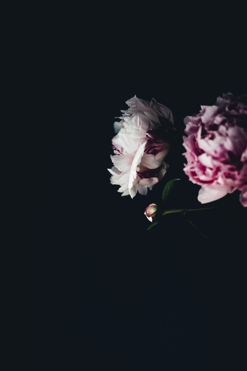 Flowers on Black N02 juliste