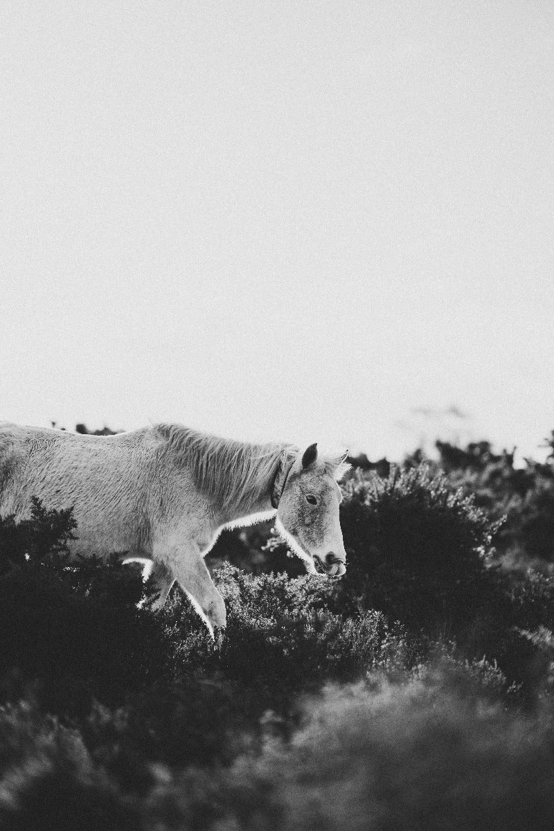 Scandinavian Nature N02 juliste
