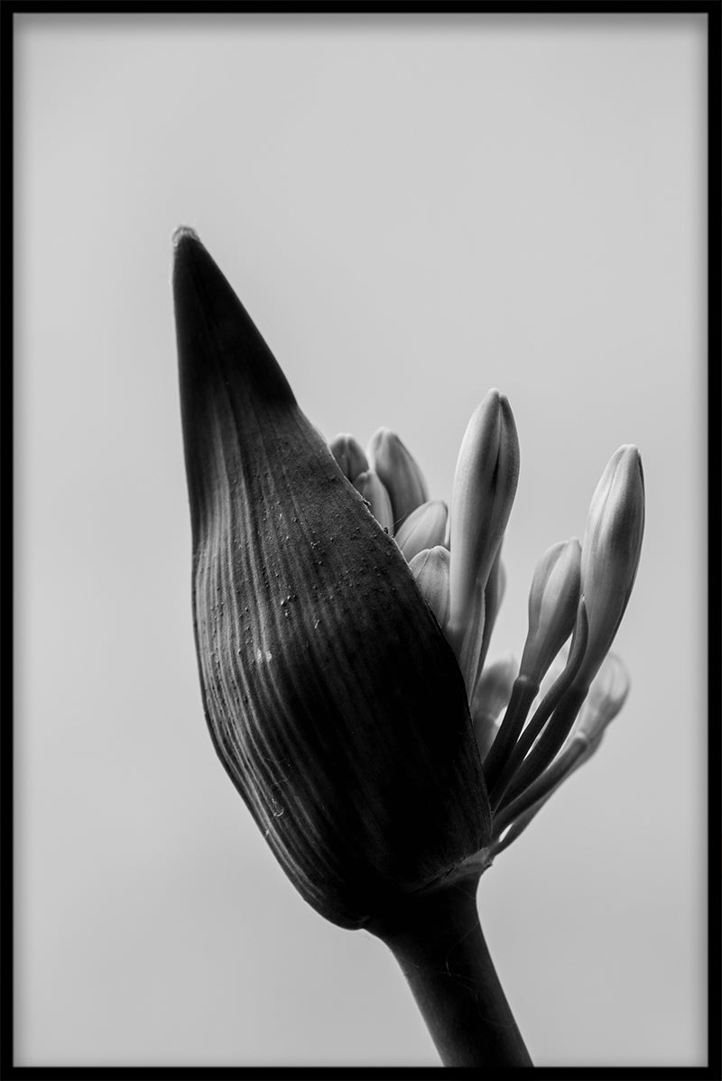 Art Photography N02 juliste