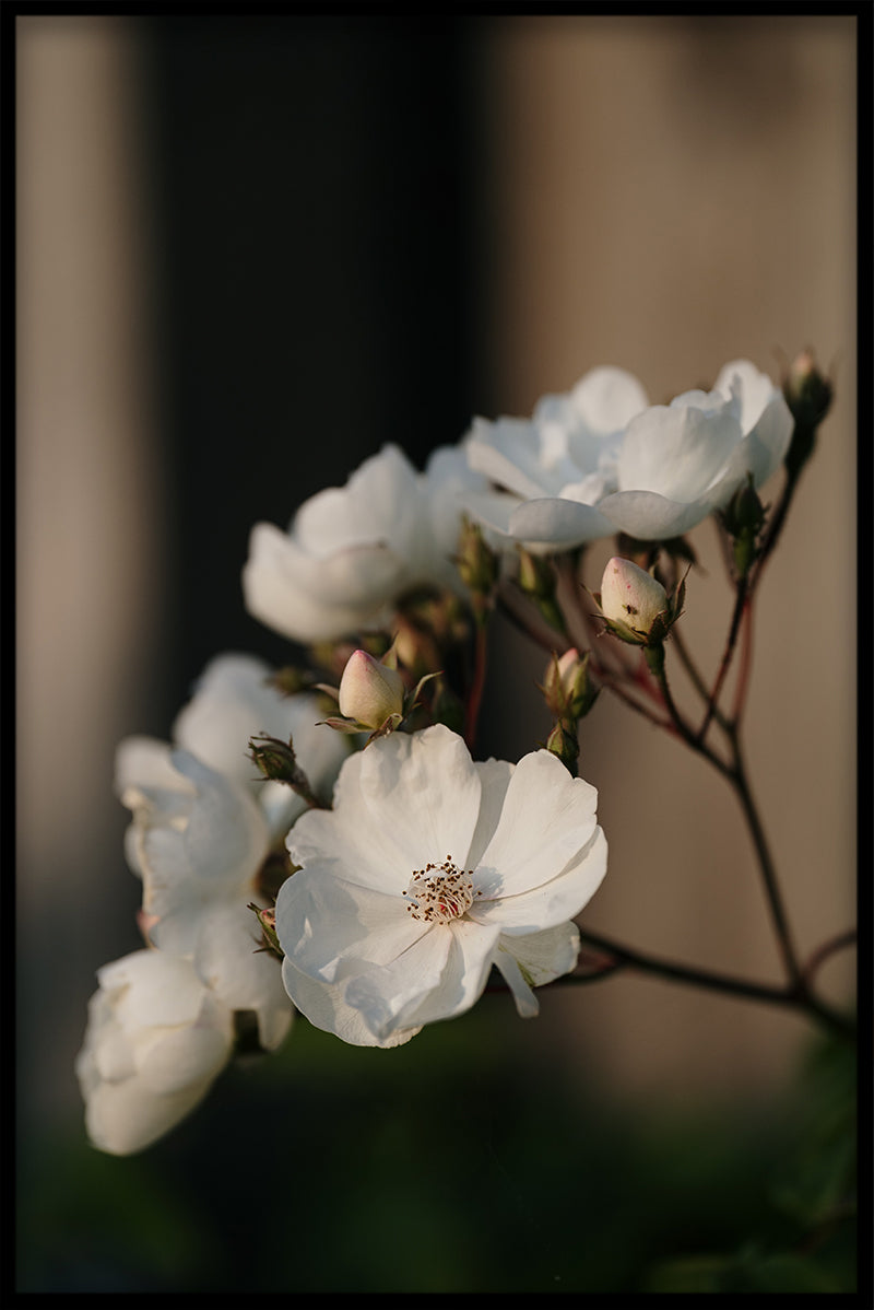 Light & Vintage N01 juliste