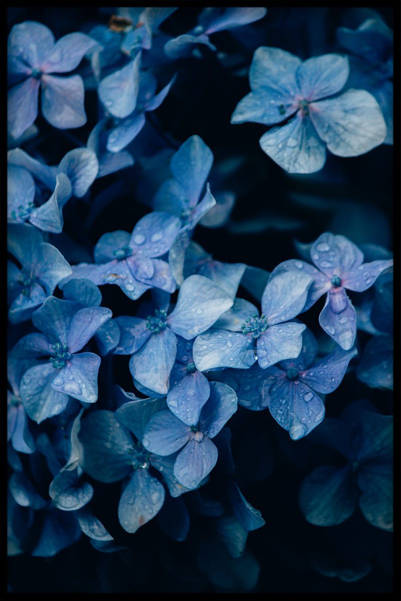 Flowermania N01 juliste