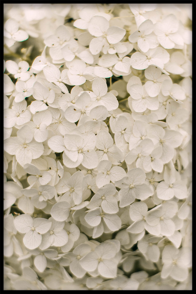 Flowermania N02 juliste