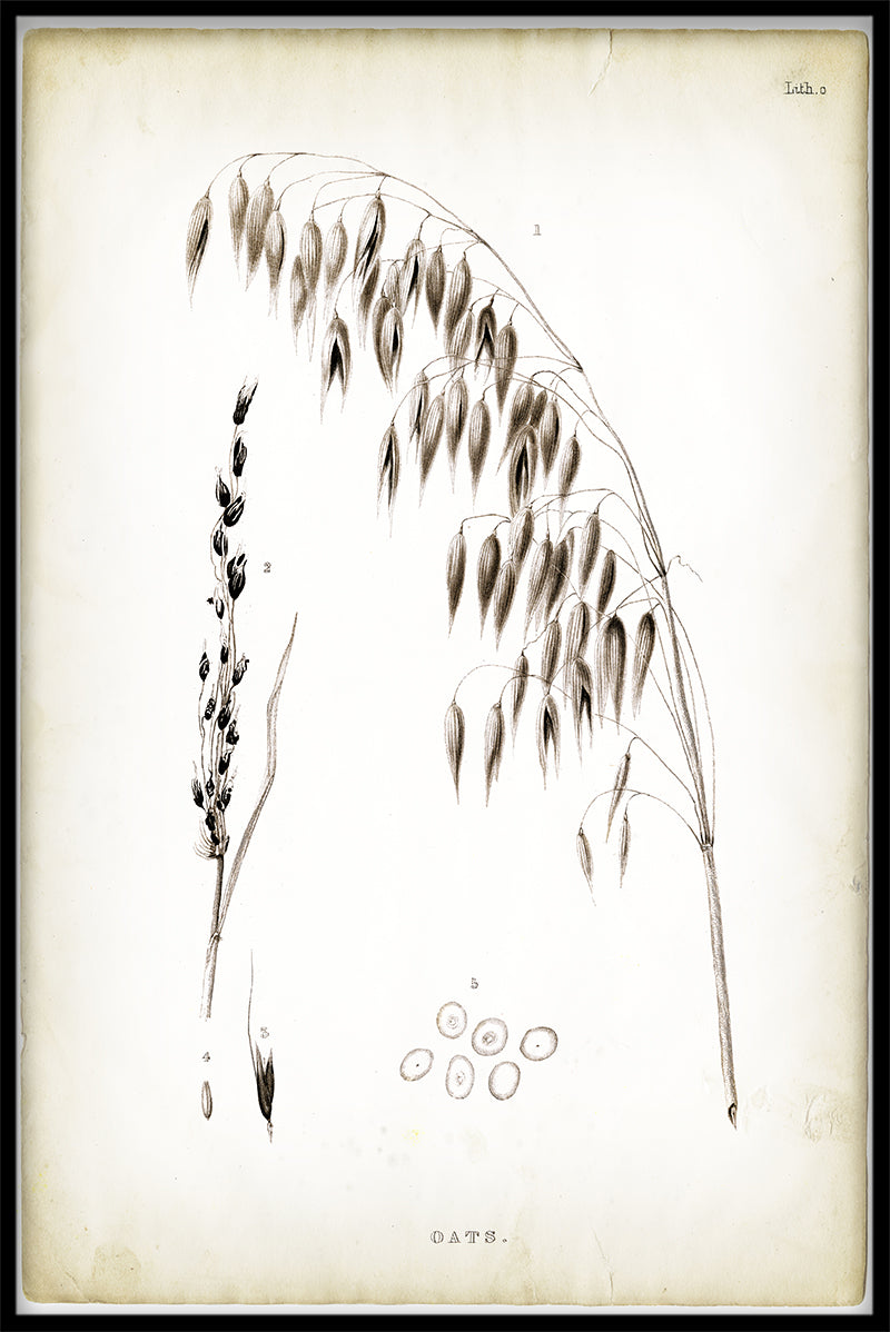 Plants & Flowers N02 juliste