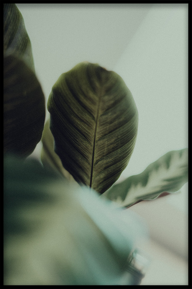 Green & Pink N04 juliste