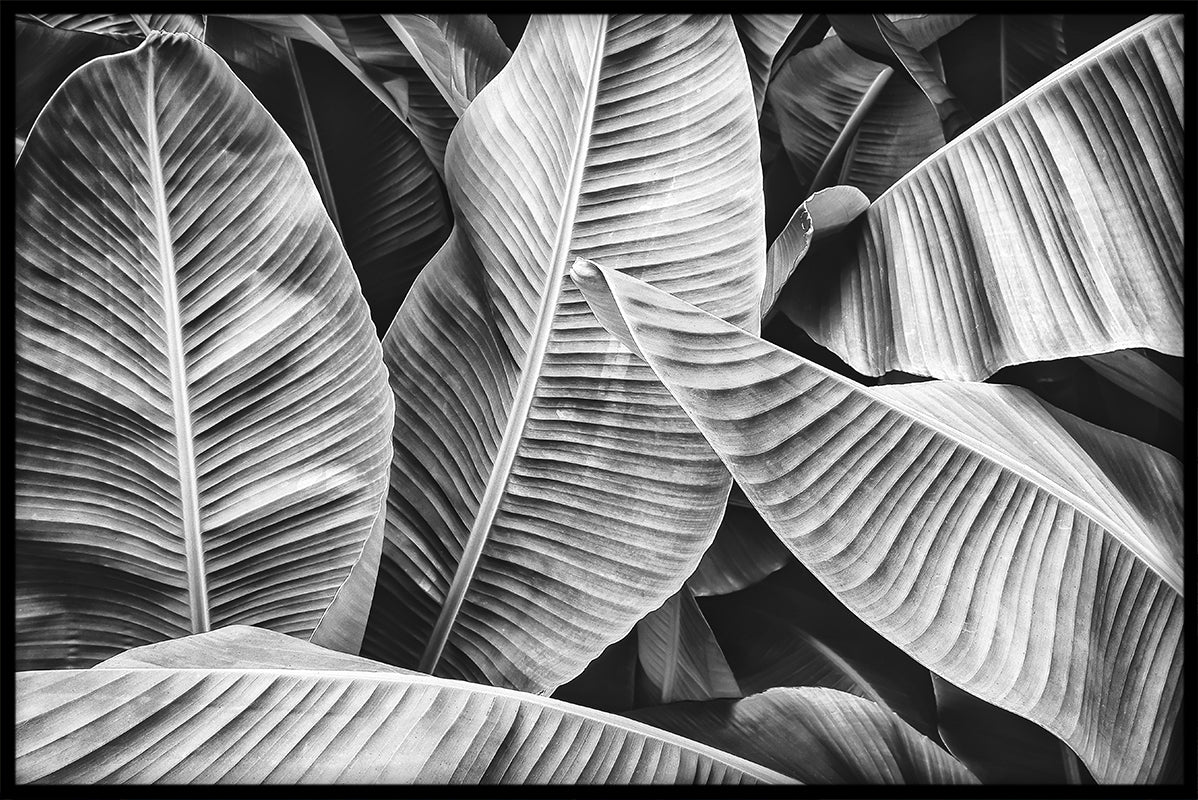 Banana Leaf N03 juliste