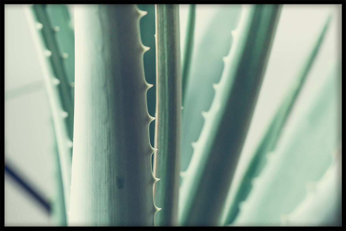 Aloe Vera Plant juliste