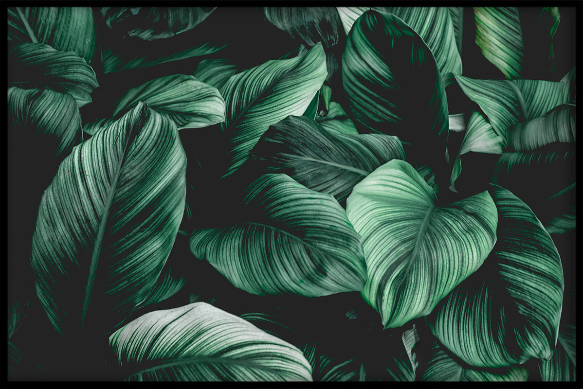 Exotic Plants N03 juliste