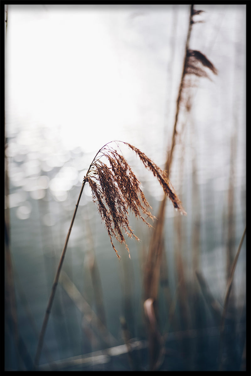 Reeds N03 juliste