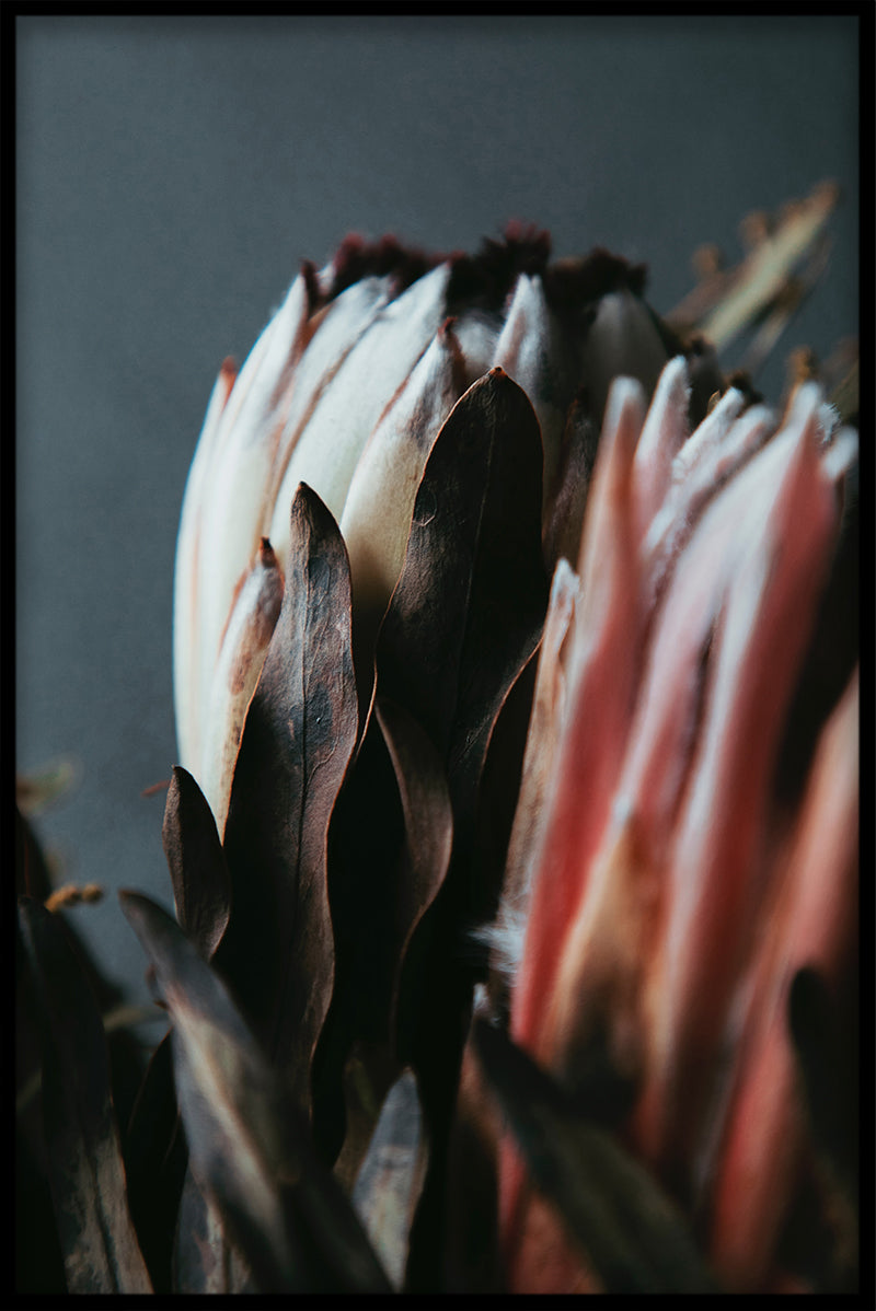 Vintage Flowers Collection N02 juliste