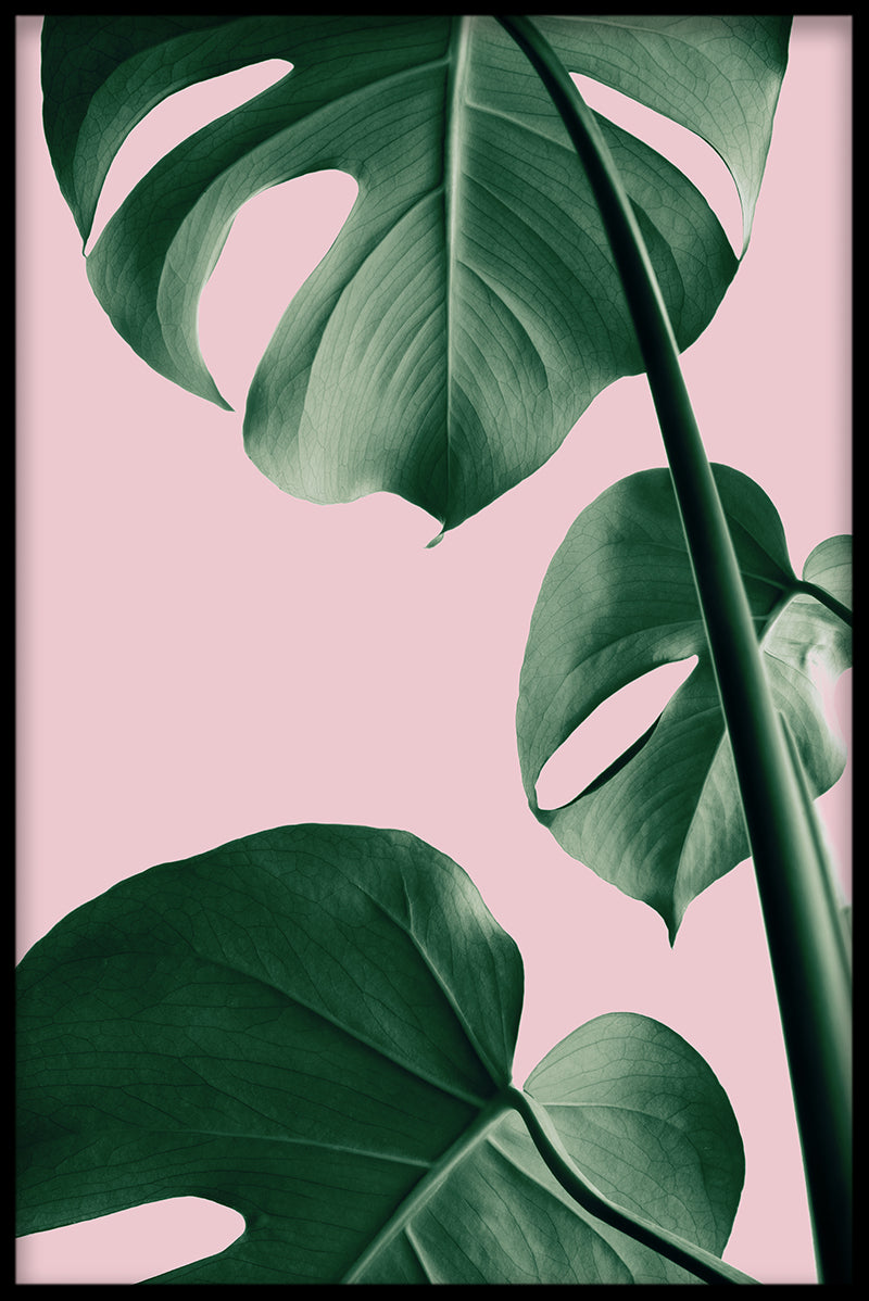 Pink Monstera N03 juliste