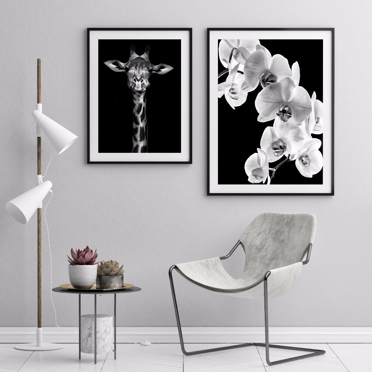 Phalaenopsis Orchid juliste