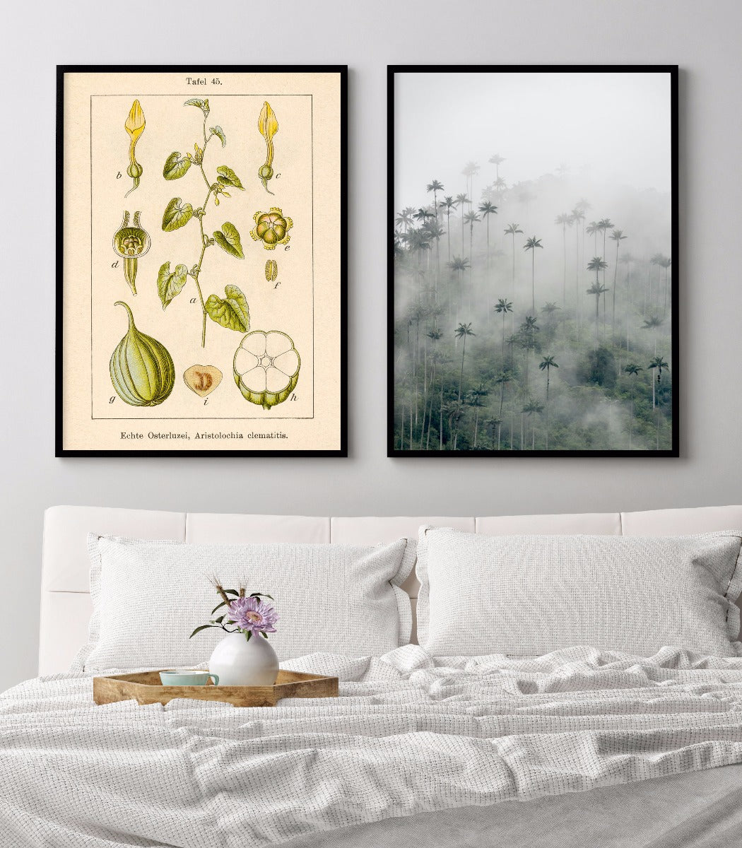 Antique Flower Illustration Birthwort juliste